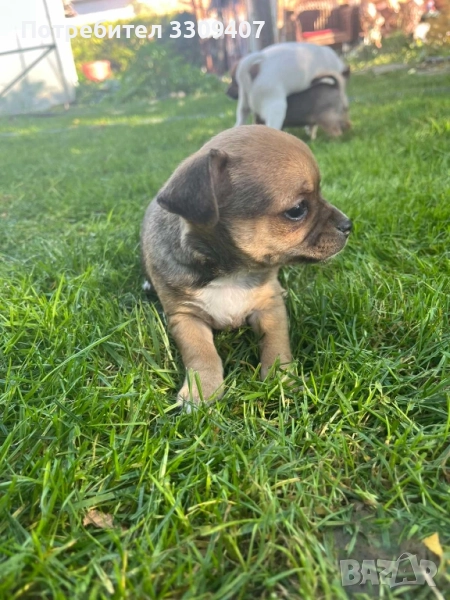 пинчери , снимка 1