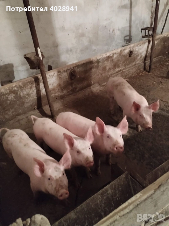 Прасенца мъжки и женски, снимка 1