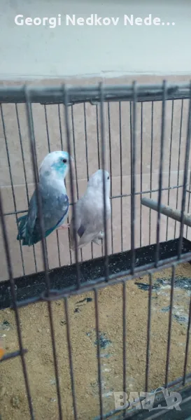 Продавам чифт врабчови папагали, снимка 1