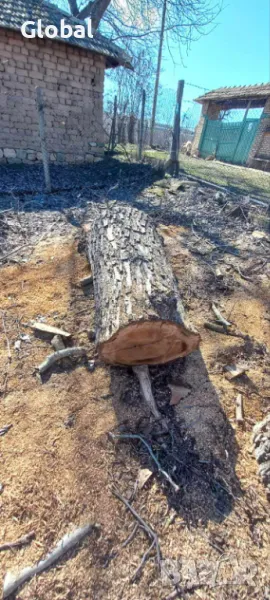 трупи от орех, снимка 1