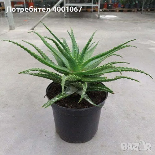 Алое Вера, снимка 1