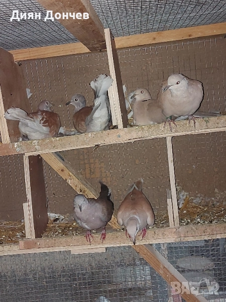 Продавам гугутки , снимка 1