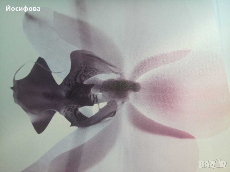 пано Орхидеи - ново! , снимка 1