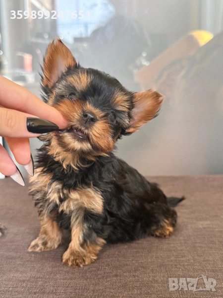 Мини йоркширски териер , снимка 1