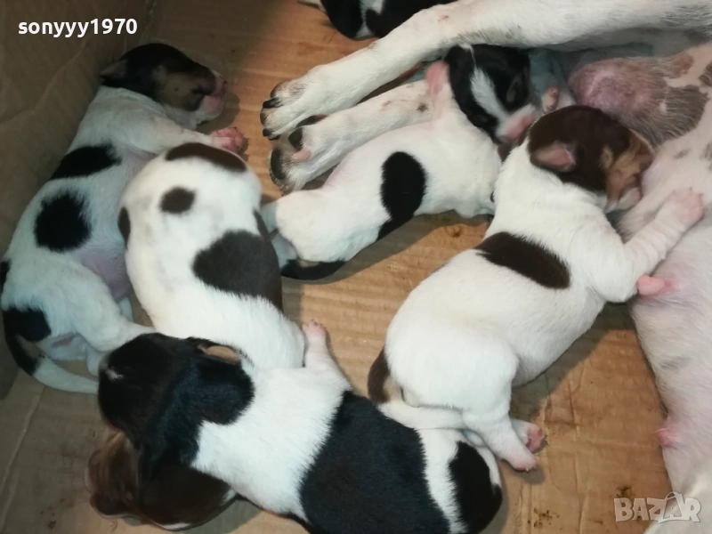 ДЖАК РЪСЕЛ 250ЛВ ЗА КУТРЕ 2008251933, снимка 1