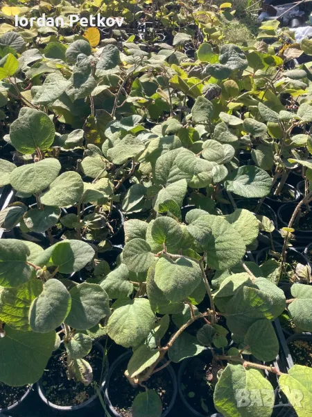 Киви, снимка 1