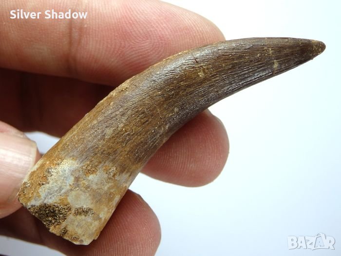Фосилен зъб на Плезиозавър Zafarasaura Oceanis - Късна Креда (66 - 105.5 Ма), снимка 1