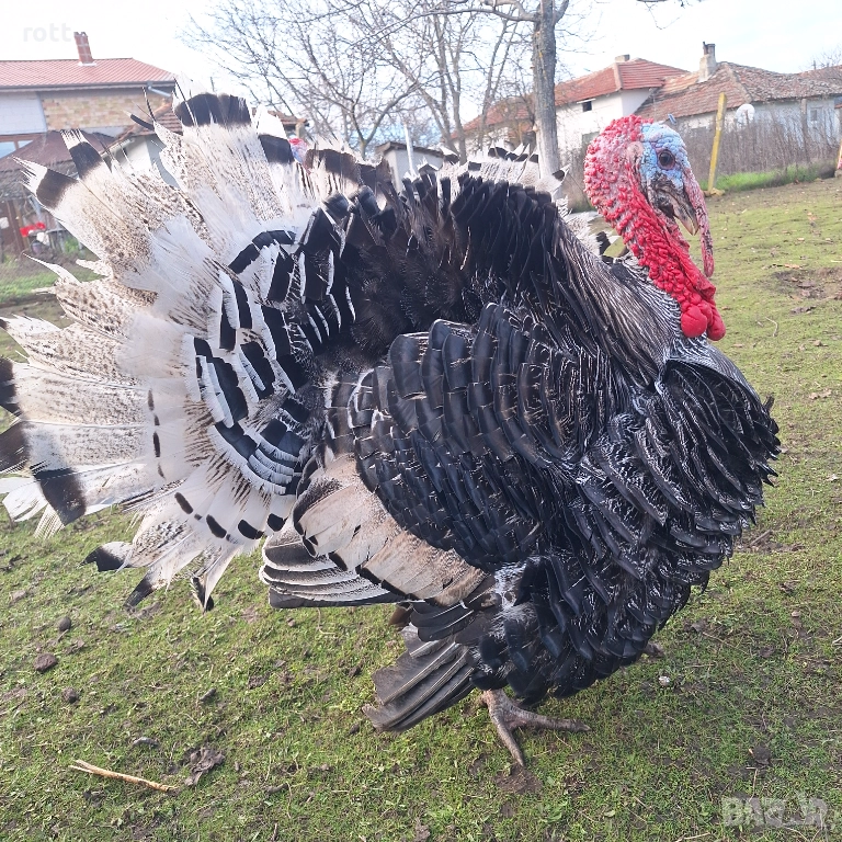 Пуйки, снимка 1