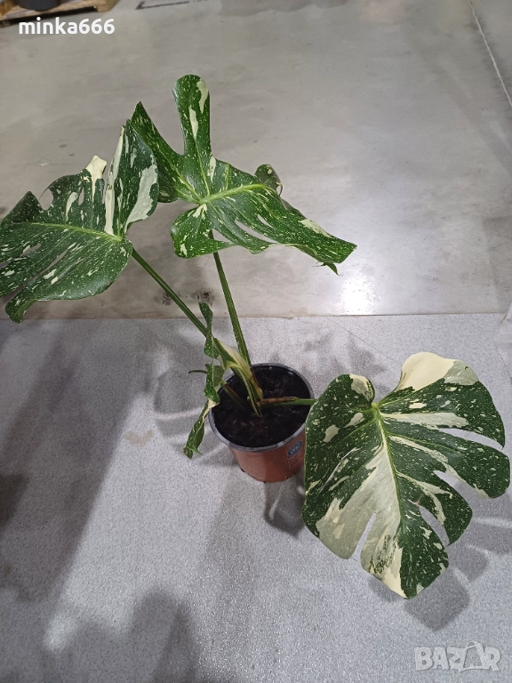 Манстера Thai, снимка 1