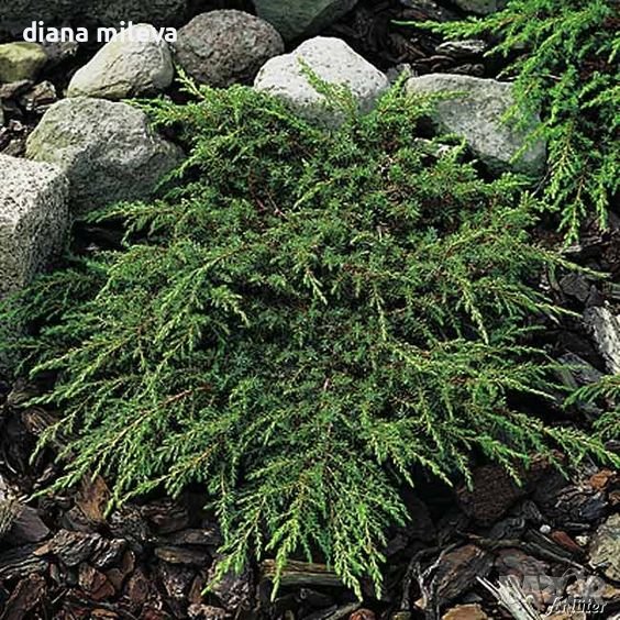 Хвойна Репанда, Juniperus communis 'Repanda', снимка 1