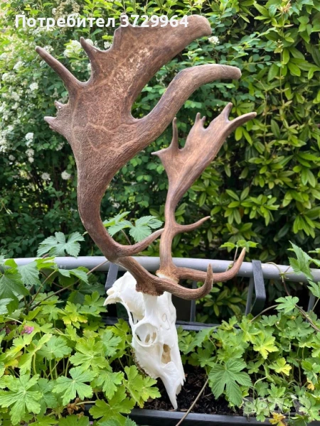 Трофей Елен лопатар, снимка 1