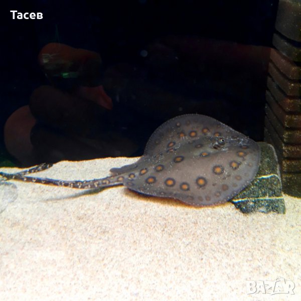 Скат/ potamotrygon motoro /10см диск, снимка 1