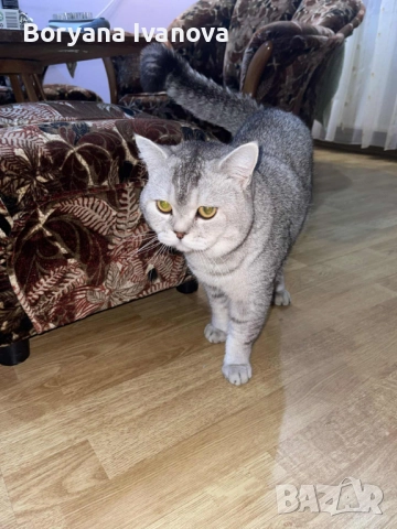 Британски късокосмест котарак търси своята дама, снимка 8 - Британска късокосместа - 51458667