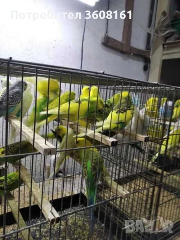 Вълнисти папагали, снимка 4 - Папагали - 50740489