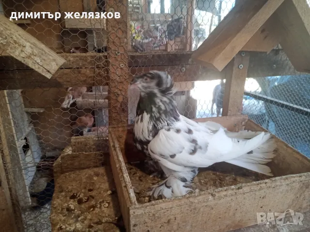 Гълъби демкежи, снимка 9 - Гълъби - 49071204