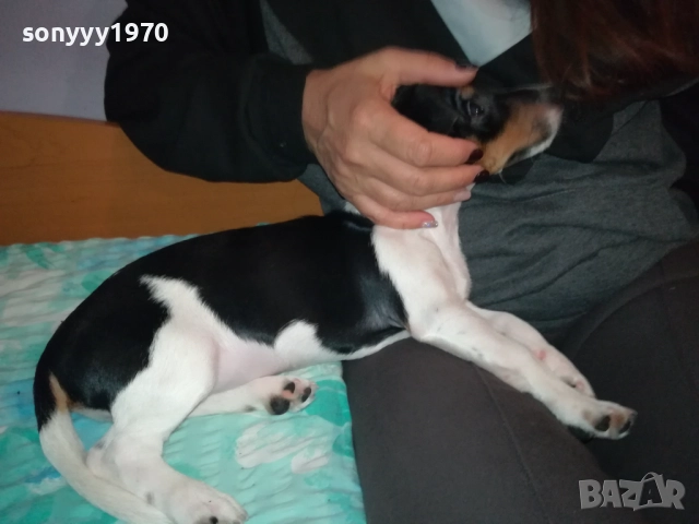 КУТРЕ//ПАЛЕ ДЖАК РЪСЕЛ НА 3 МЕСЕЦА-МОМИЧЕ 2411251124, снимка 15 - Джак ръсел териер - 52521058