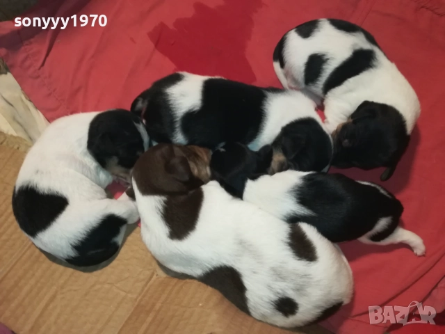 ДЖАК РЪСЕЛ-250ЛВ ЗА СЛАДКО КУТРЕ ПО ИЗБОР 2808251751, снимка 8 - Джак ръсел териер - 51525700