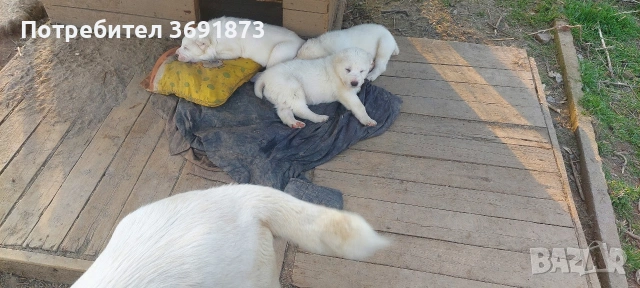 алабайчета чистокръвни, снимка 9 - Алабай - 54087010