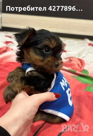 Мини йоркширски териер, снимка 3 - Йоркширски териер - 54131981