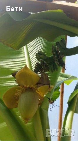  Банови палми Муса- НАМАЛЕНИ, снимка 2 - Градински цветя и растения - 29777257