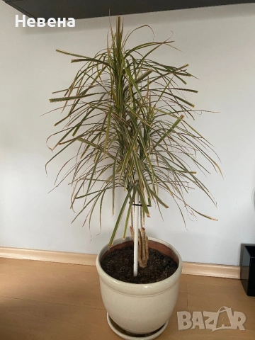 Драцени с включени в цената саксии, снимка 4 - Стайни растения - 53921999