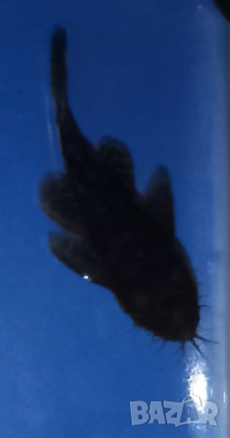 Разменям мъжки обикновен анциструс , снимка 2 - Рибки - 53220239