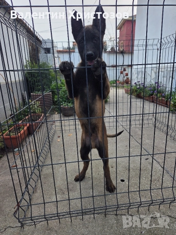 белгийска овчарка малиноа , снимка 3 - Белгийска овчарка - 52644060