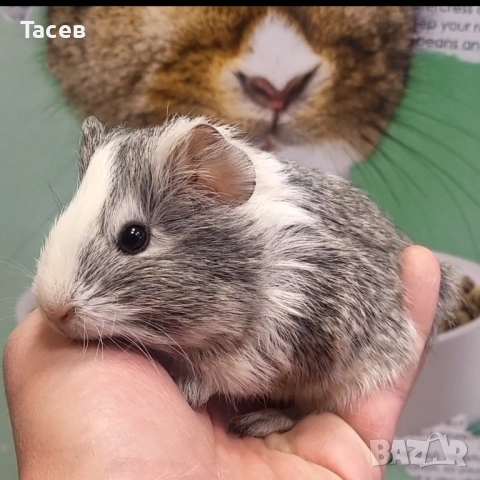 Морски свинчета