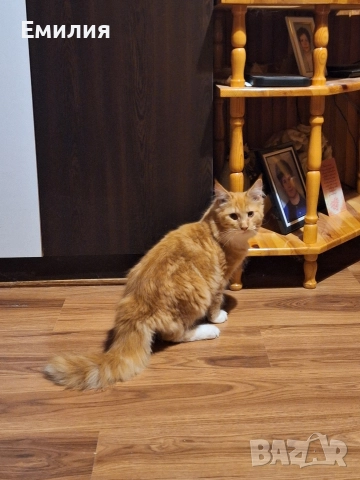 Мейн Куун, снимка 4 - Мейн кун - 52701818