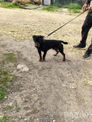 Мъжки Яктериер , снимка 3 - Ягдтериер - 54206740