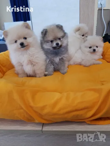 Померан померани померанчета Гр. София , снимка 5 - Померан - 49137702