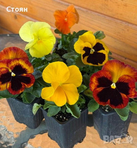 Зимоустойчиви теменужки, снимка 3 - Градински цветя и растения - 53010078