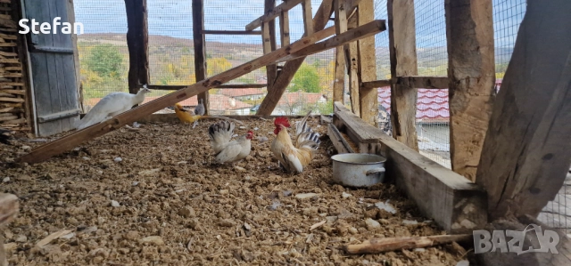 Фазани 3 чифта, снимка 3 - други­ - 52526958