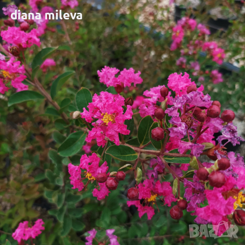  Индийски Люляк, Lagerstroemia indica  Magnifica Rosea, снимка 3 - Градински цветя и растения - 44694455