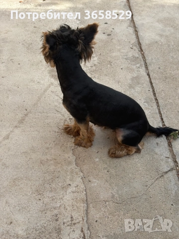 Йоркширски териер, снимка 1