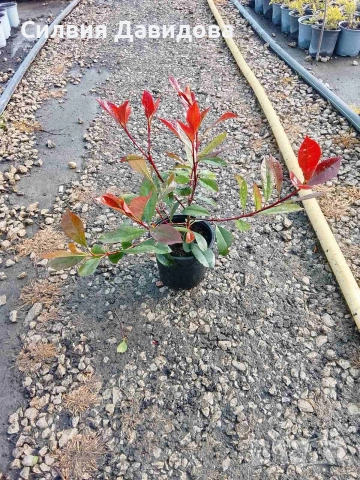 Фотиния , снимка 4 - Градински цветя и растения - 54315952