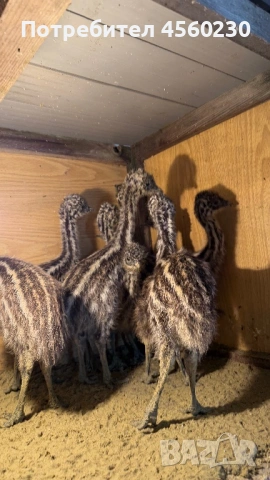 Бебета Голямо Ему, снимка 3 - други­ - 53910196