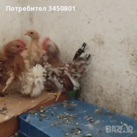Свободни шабо пилета, снимка 2 - Кокошки и пуйки - 55962146