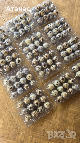 оплодени пъдпъдъчи яйца, снимка 2 - други­ - 53933432