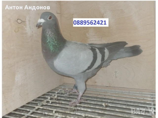 Спортни гълъби