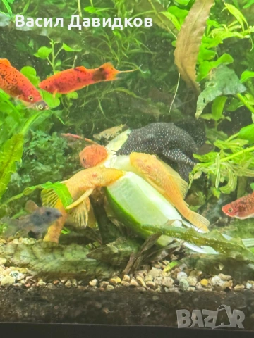 Анцуструс L144 , 183 , коридораа Венецуела , снимка 15 - Рибки - 53884676