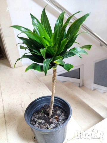 Драцена компакта, снимка 4 - Стайни растения - 53266399
