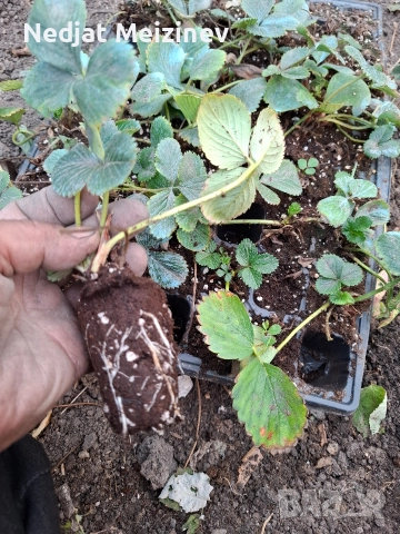 Ягоди сорт Мурано, снимка 2 - Разсади - 52894143