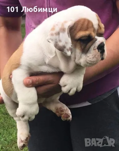 Английски булдог, снимка 5 - Английски булдог - 47462691