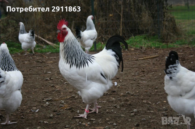 Ярки и петели порода Съсекс на четири месеца , снимка 3 - Кокошки и пуйки - 52974740