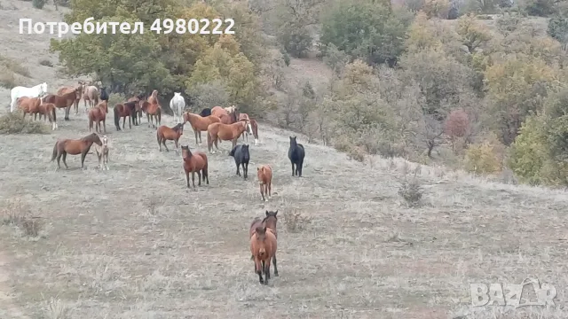 Продавам коне за месо