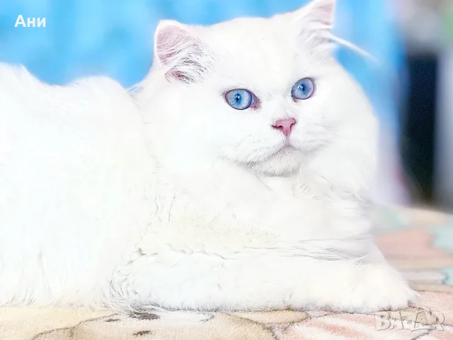 КОТЕНЦЕ УНИКАТ.МОМЧЕНЦЕ, снимка 7 - Чинчили - 56524149