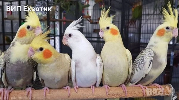 ПРОДАВА ПАПАГАЛИ , снимка 2 - Папагали - 16063451