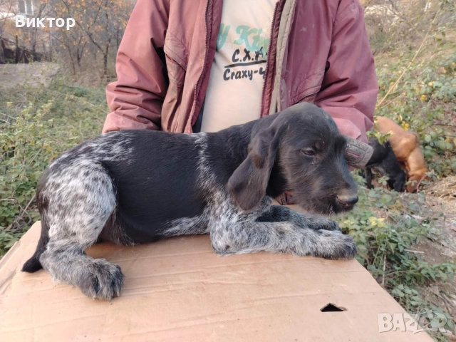 Продавам дратхаарчета , снимка 3 - Дратхаар - 49896713