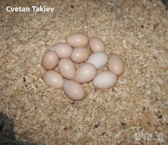 Яйца от Загорска Сьомга , снимка 6 - Кокошки и пуйки - 49225848